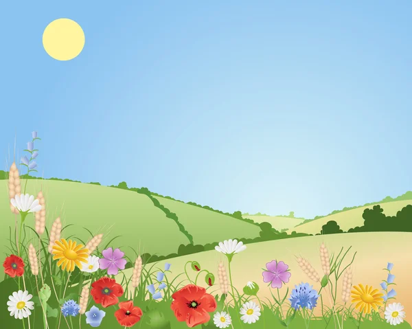 夏の野の花 — ストックベクタ