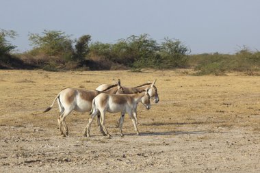 Group of wild asses clipart