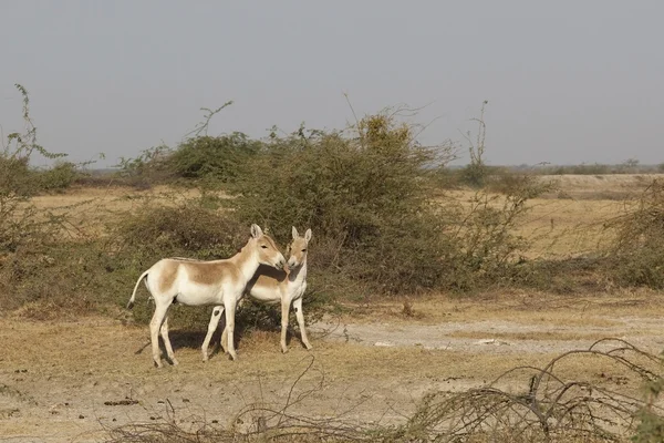 Dzikie osły — Zdjęcie stockowe