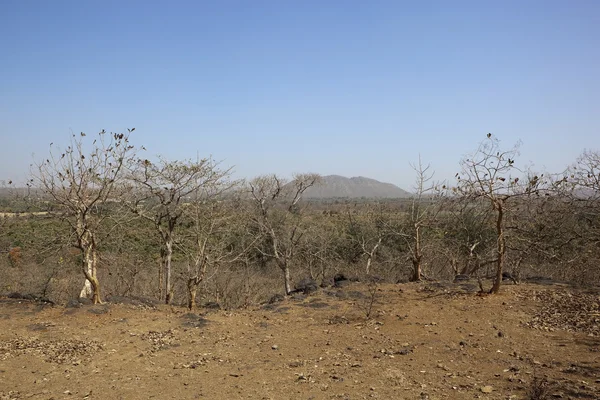Floresta decídua seca — Fotografia de Stock