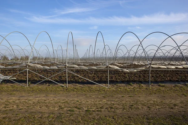Strawberry fields in winter 3 — Stock Photo, Image