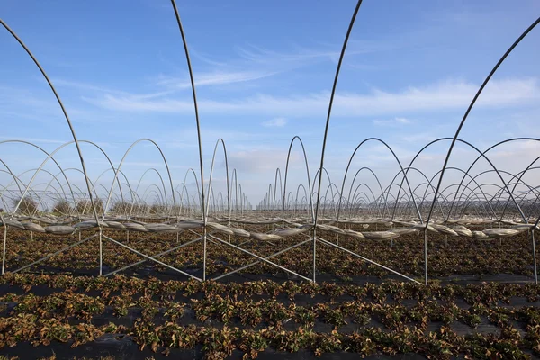 Strawberry fält i vinter 2 — Stockfoto