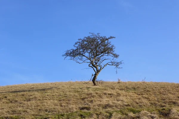 Lone albero di biancospino — Foto Stock
