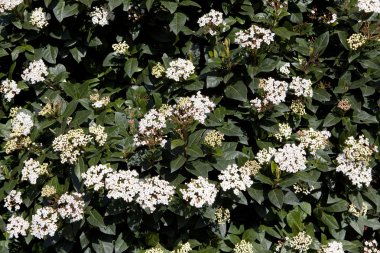 Viburnum tinus clipart