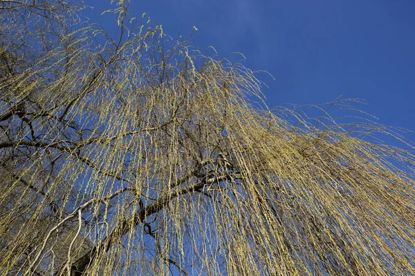 Golden willow background — Stock Photo, Image