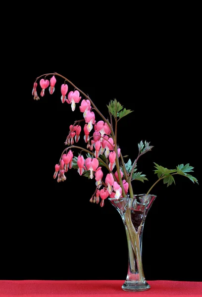 Bleeding Heart in vase with a black background and copy space. — Stock Photo, Image