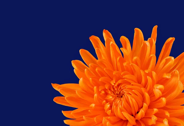 Schöne orangefarbene Chrysantheme auf dunkelblau mit selektivem Fokus — Stockfoto