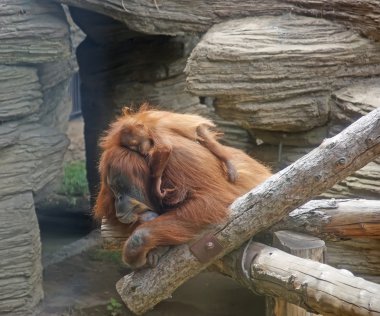 büyük korkunç orangutanın büyük görüntü