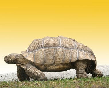 Large image of very big tortoise clipart