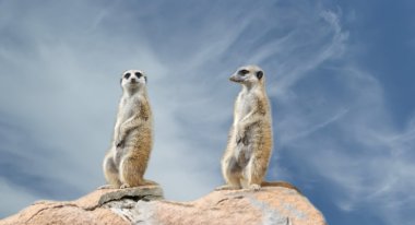 meerkat veya suricate