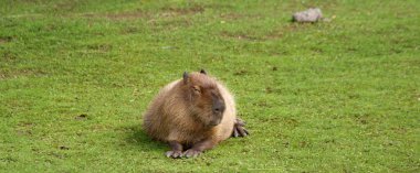 The European beaver or Eurasian beaver (Castor fiber) clipart