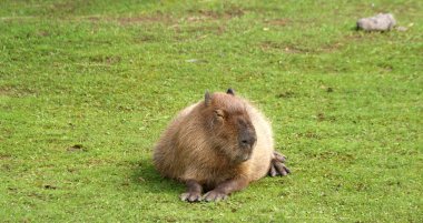 Avrupa beaver veya Avrasya kunduz (Castor fiber)