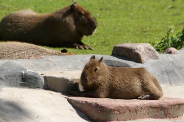 Avrupa beaver veya Avrasya kunduz (Castor fiber)