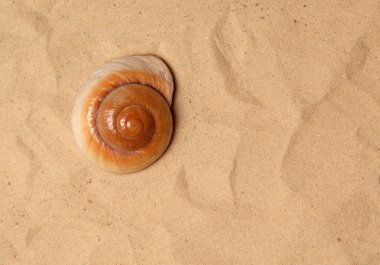 kum, stüdyo çekim üzerinde büyük deniz kabuğu