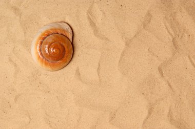 kum, stüdyo çekim üzerinde büyük deniz kabuğu