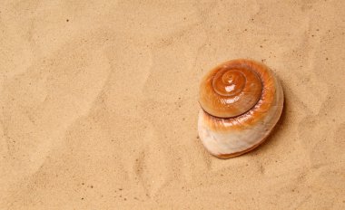 kum, stüdyo çekim üzerinde büyük deniz kabuğu