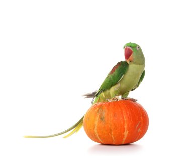 büyük yeşil halkalı veya İskender papağanı