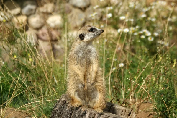 De meerkat of suricate — Stockfoto