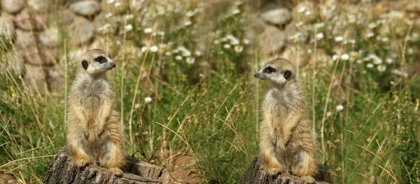 Η meerkat ή suricate — Φωτογραφία Αρχείου