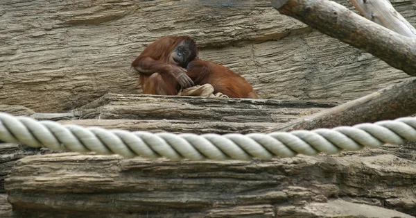 Büyük korkunç orangutanın büyük görüntü — Stok fotoğraf