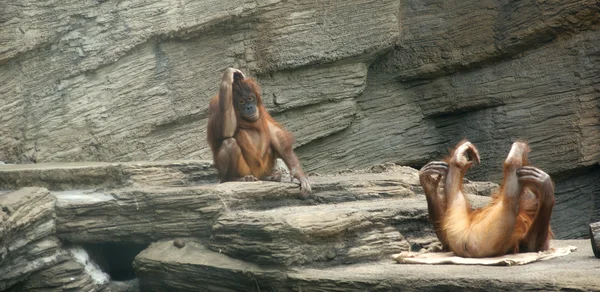 Duży obraz wielki straszny orangutan — Zdjęcie stockowe