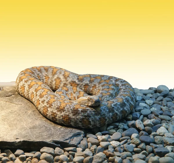 Ringde kıvrılmış bir yakın çekim shot yılan piton — Stok fotoğraf
