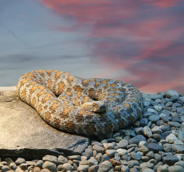Een close-up shot slang python, opgerold in de ring — Stockfoto