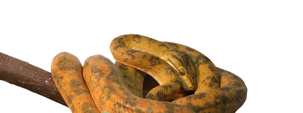 Una pitón de serpiente de primer plano — Foto de Stock