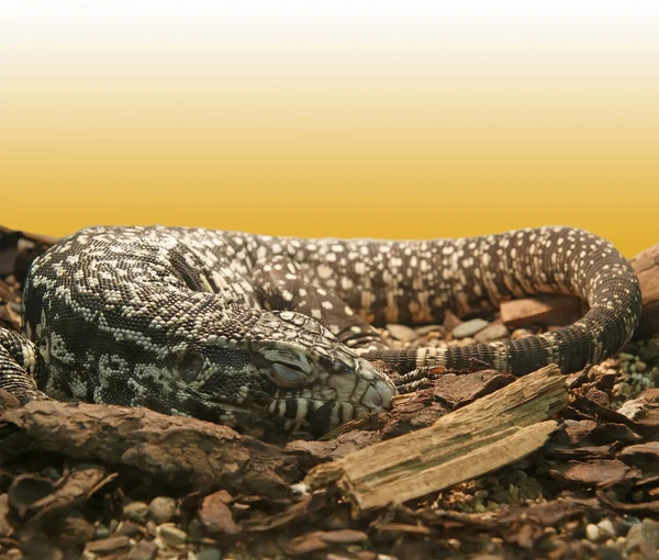 Велика ящірка в природних умовах крупним планом — стокове фото