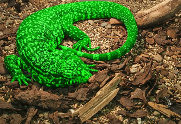 Велика ящірка в природних умовах крупним планом — стокове фото