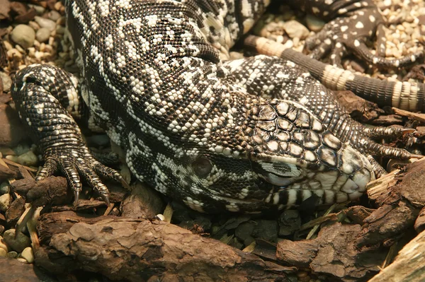 자연 조건 근접 촬영에서 큰 도마뱀 — 스톡 사진