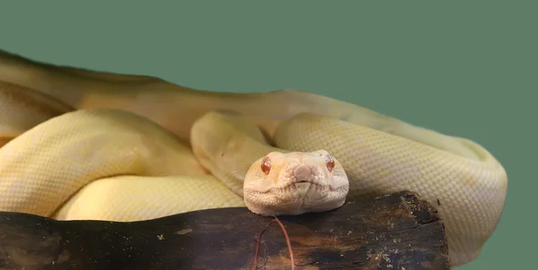 Una pitón de serpiente de primer plano — Foto de Stock