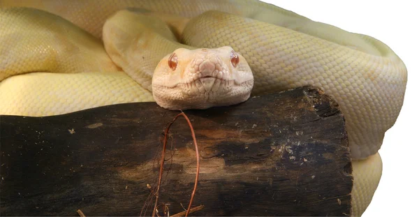 Pythona wężem strzał szczegół — Zdjęcie stockowe