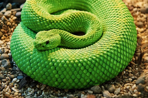 Een close-up shot slang-python — Stockfoto
