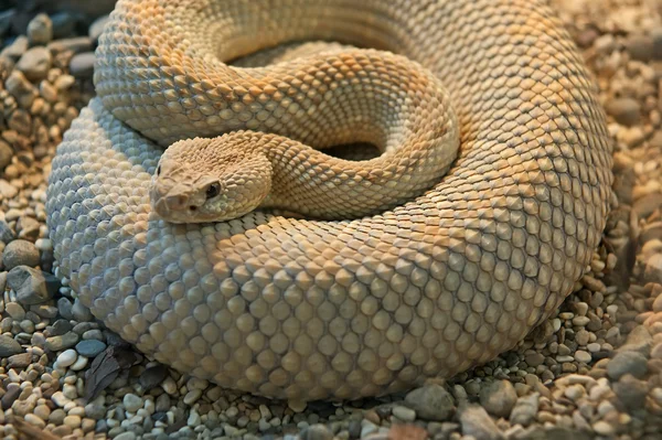 Egy zár-megjelöl szemcsésedik kígyó python — Stock Fotó