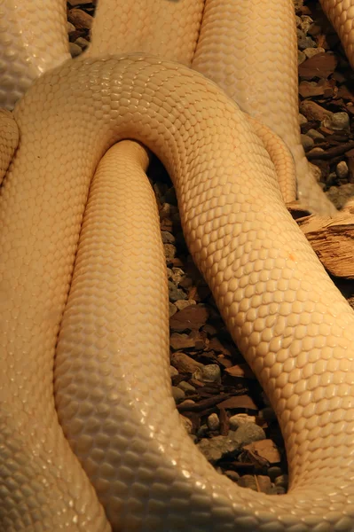 Eine Schlangenpython aus nächster Nähe — Stockfoto