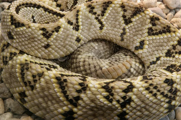 Μια στενή-up shot φίδι python — Φωτογραφία Αρχείου