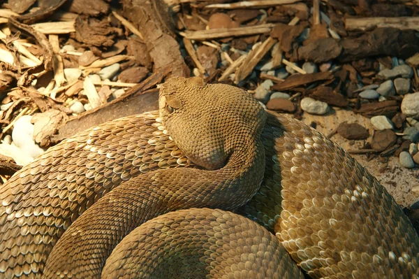 Pythona wężem strzał szczegół — Zdjęcie stockowe