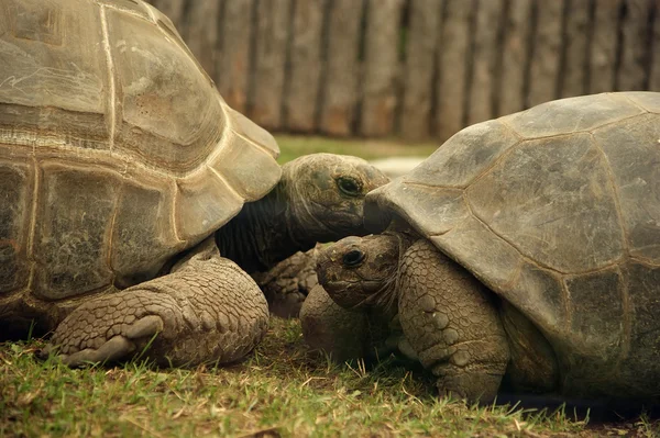 stock image Large image of very big tortoise