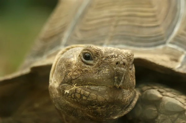 stock image Large image of very big tortoise