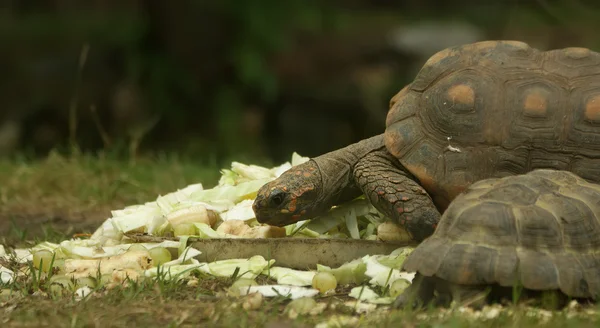 stock image Large image of very big tortoise