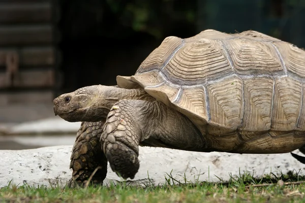 stock image Large image of very big tortoise