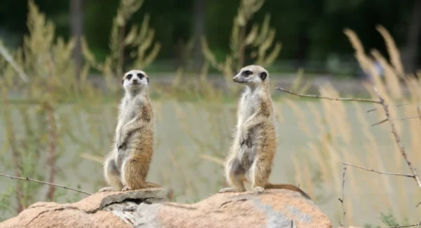 Il suricato o suricato — Foto Stock