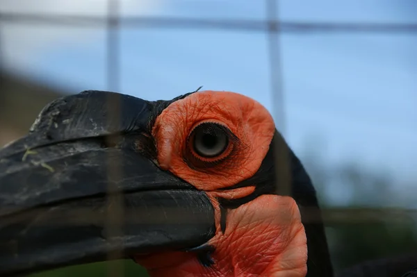 Kafrsky 角乌鸦的大图像 — 图库照片