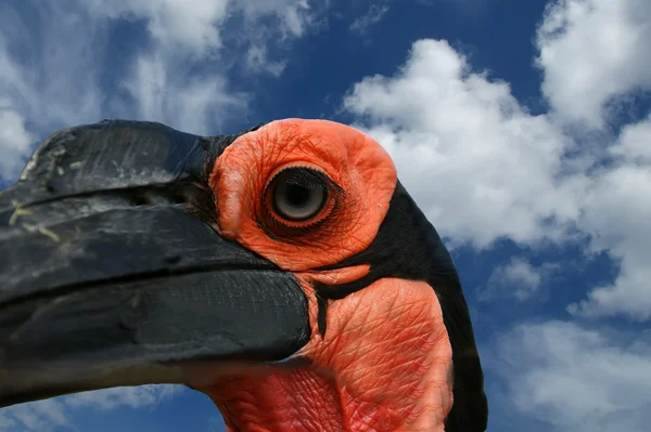 Большие изображения ворона с рогами Кафрского — стоковое фото
