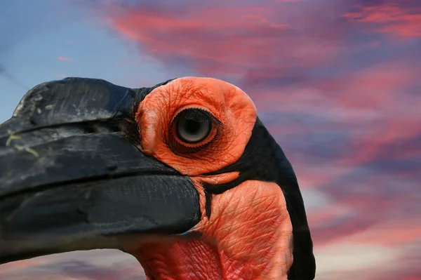 Большие изображения ворона с рогами Кафрского — стоковое фото