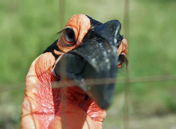 Grandes images du corbeau cornu de Kafrsky — Photo