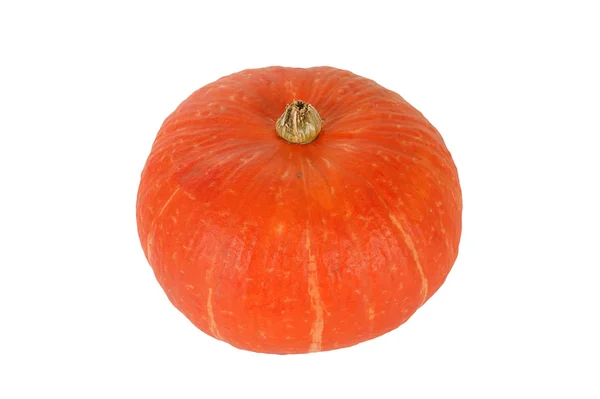 Natural ripe pumpkin on a white background — Stock Photo, Image