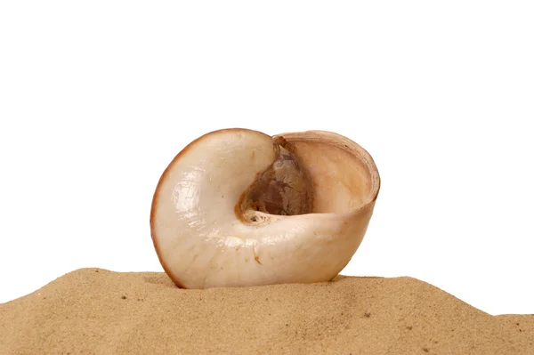 Велика черепашка на піску, Студійний постріл — стокове фото