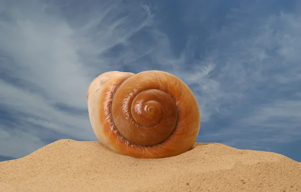 スタジオ撮影、砂の上の大規模な貝殻 — ストック写真